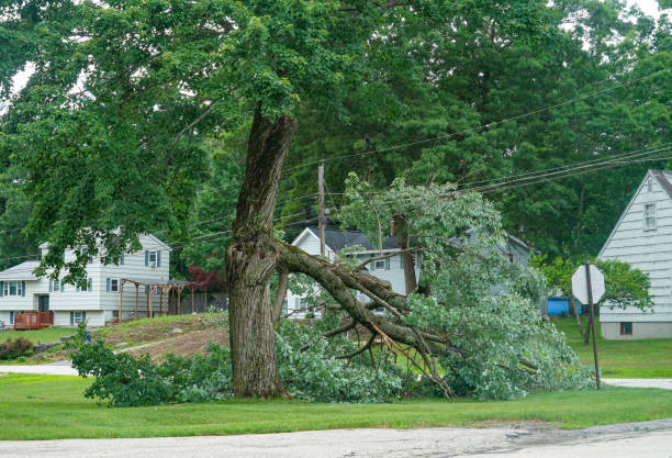  Riverdale, IL Tree Services Pros